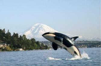 Pacific Northwest Breach Orcas Whales Watches Washington Seattle