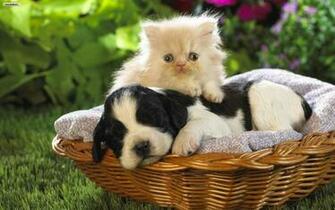 Cats And Dogs Wallpaper