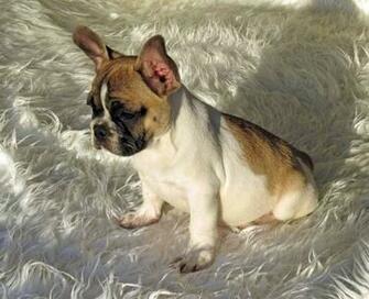 Bulldog Puppy Image Wallpaper HD