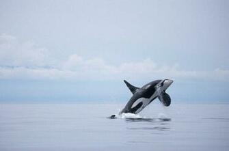 Killer Whales Wallpaper