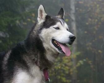 Husky Wallpaper Desktop Background