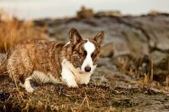 Cardigan Welsh Corgi Wallpaper HD Animals