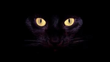 Cool Cat Eyes Wallpaper
