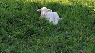 Lamb Wallpaper Animal