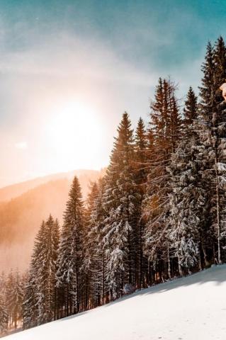 Snowy Forest Pictures Image