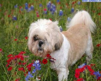 Wallpaper Dogs Shih Tzu