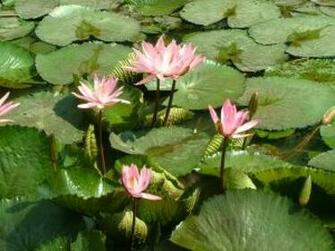 Pin Lotus Wallpaper