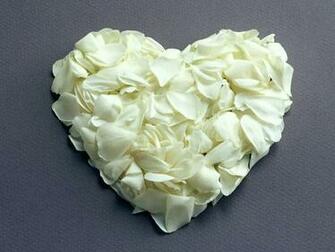Flowers Pictures Beautiful Wallpaper White Roses