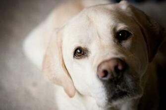 Labrador Wallpaper