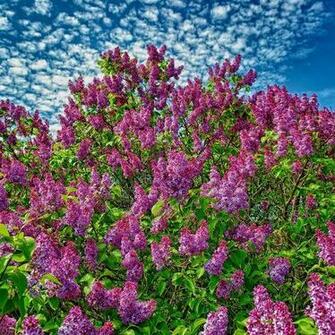 Lilac Blooms Wallpaper For iPad