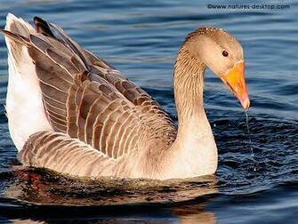 Wet Goose On A Lake Bird Wallpaper