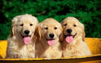 Golden Retriever Puppy Wallpaper Desktop HD Wolf