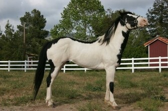 Paint Horse Wallpaper