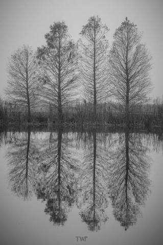 Foggy Cypress Trees Lake Wallpaper By Tshabazzphotography