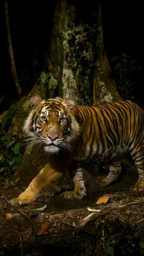 Tiger Animals Background For Ios iPad Screen iPhone