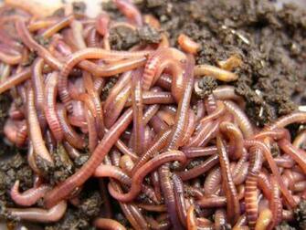 Worms Wallpaper Ju83pza Wallpaperexpert
