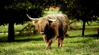 Animal Buffalo Wallpaper