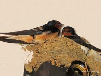 Swallows Close Up Photo