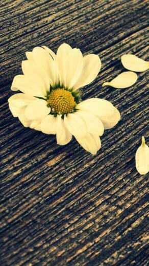 Pics Photos Daisy On Wood iPhone Wallpaper