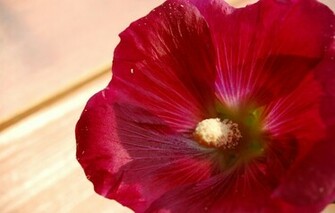 La Imagen Flor Roja Wallpaper And Stock Photos