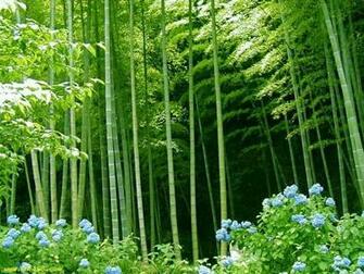 Forest HD Desktop Wallpaper For Your Tablet And Smartphone