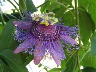 Exotic Flowers Wallpaper