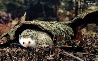 Hedgehog Wallpaper HD Early