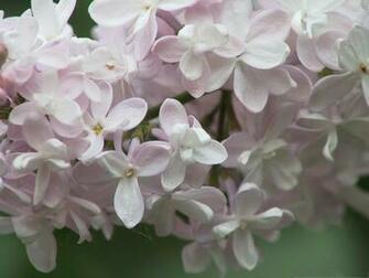 Lilac Flowers Picture Pink In Bloom Incredible Look