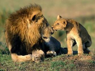 Animals Wallpaper Wild