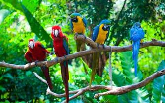 Wallpaper HD Parrots Conflict Expert