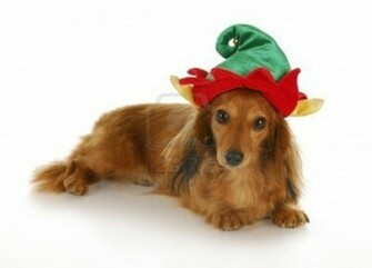 Chic Dachshund Dog Photo And Wallpaper Beautiful