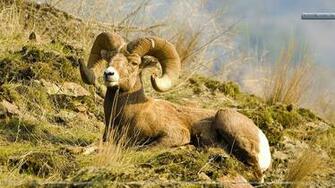 Rocky Mountain Bighorn Sheep Wallpaper