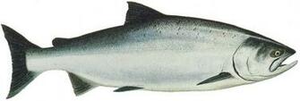Chinook Salmon Economic Data Program For The Bering Sea And
