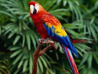 Parrot Wallpaper For Desktop