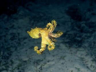 Octopus Wallpaper