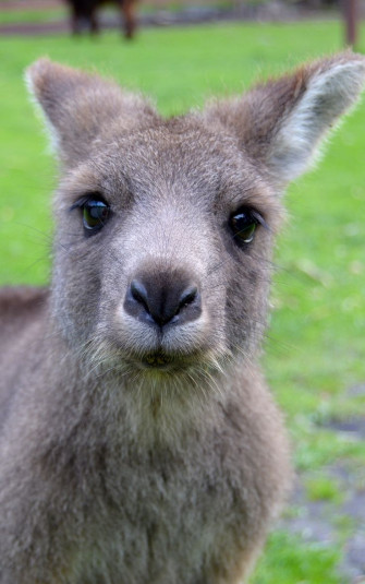 Wallpaper Muzzle Kangaroo Cute