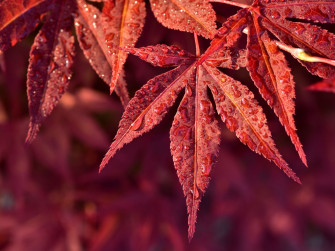 Maple Leaves Wallpaper On