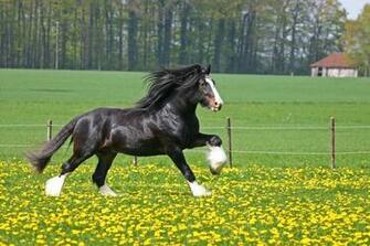Beauty Horse In Flower Garden Wallpaper Me