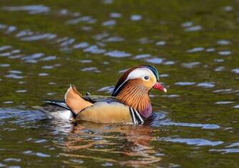 Mandarin Duck Computer Wallpaper Desktop Background