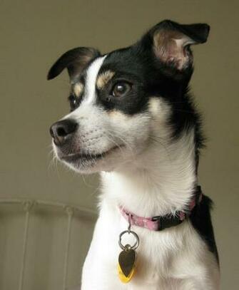 Wallpaper Rat Lucy A Terrier