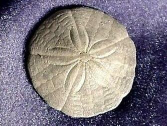 Sand Dollar Animation Wallpaper