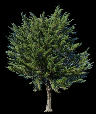 Pine Tree Transparent Alpha