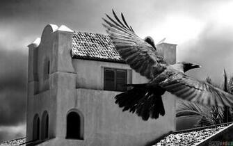 Black Raven Wallpaper Open Walls