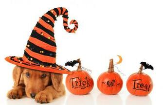 Halloween Pet Safety Connect Weekly