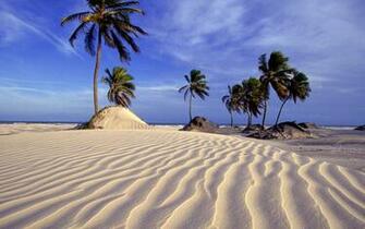 Beach And Palm Trees In Brazil Wallpaper Image