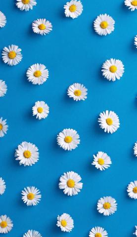 Cute Flower Wallpaper On
