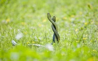 Exotic Snake Photos HD Wallpapes