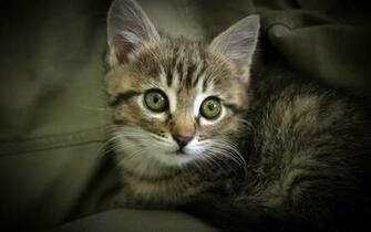 Kitten Wallpaper Hq
