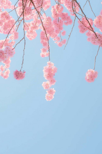 Pink Cherry Blossom Wallpaper