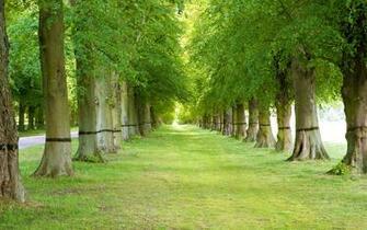 Tree Wallpaper By Natures Desktop Background